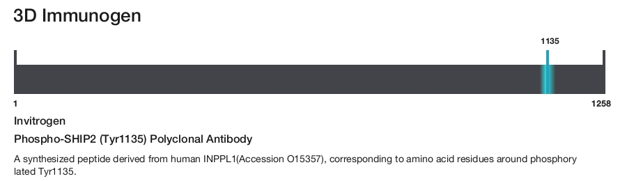 Phospho-SHIP2 (Tyr1135) Polyclonal Antibody