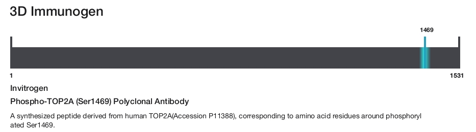 Phospho-TOP2A (Ser1469) Polyclonal Antibody