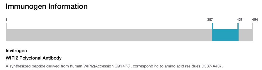 WIPI2 Polyclonal Antibody