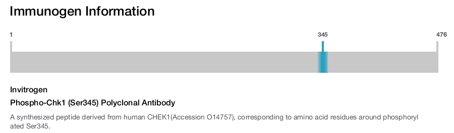 Phospho-Chk1 (Ser345) Polyclonal Antibody