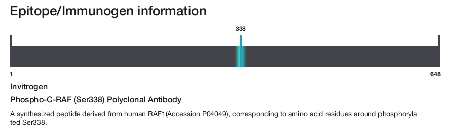Phospho-C-RAF (Ser338) Polyclonal Antibody