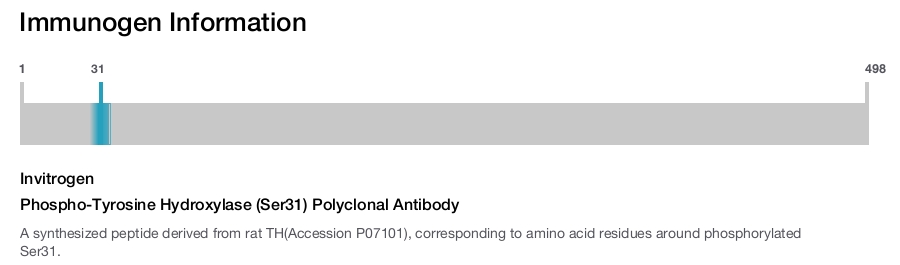 Phospho-Tyrosine Hydroxylase (Ser31) Polyclonal Antibody