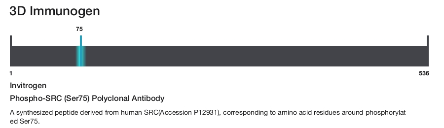 Phospho-SRC (Ser75) Polyclonal Antibody