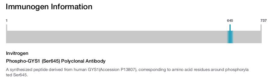 Phospho-GYS1 (Ser645) Polyclonal Antibody