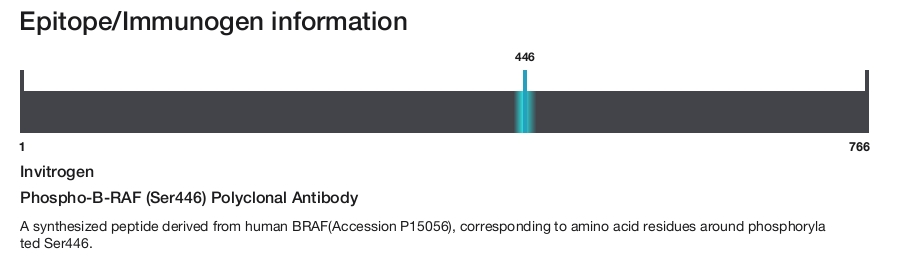 Phospho-B-RAF (Ser446) Polyclonal Antibody