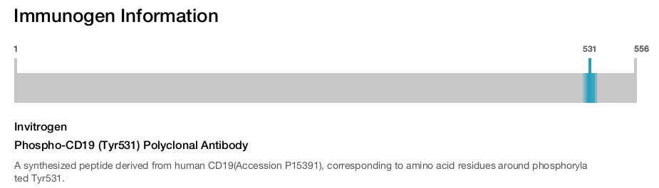Phospho-CD19 (Tyr531) Polyclonal Antibody