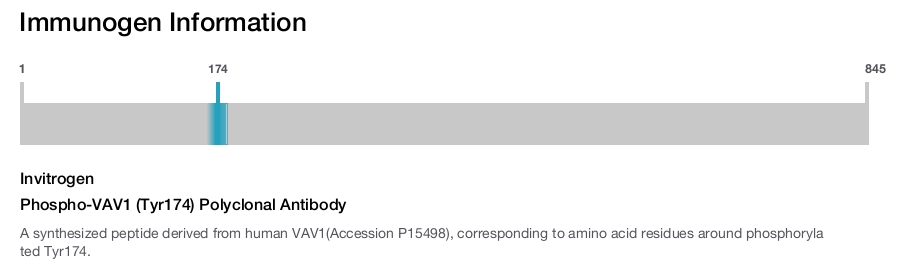 Phospho-VAV1 (Tyr174) Polyclonal Antibody