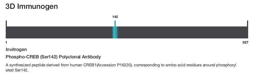 Phospho-CREB (Ser142) Polyclonal Antibody