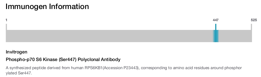 Phospho-p70 S6 Kinase (Ser447) Polyclonal Antibody