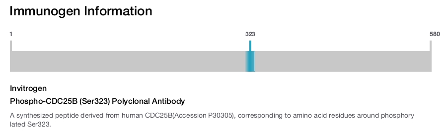 Phospho-CDC25B (Ser323) Polyclonal Antibody