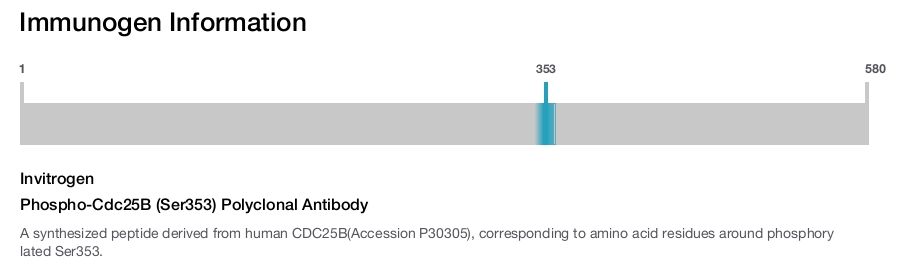 Phospho-Cdc25B (Ser353) Polyclonal Antibody