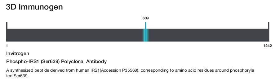 Phospho-IRS1 (Ser639) Polyclonal Antibody