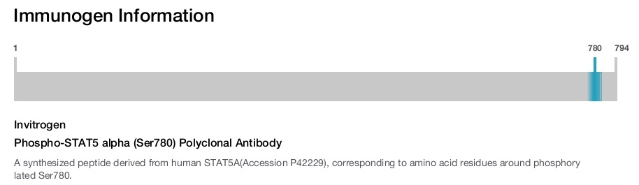 Phospho-STAT5 alpha (Ser780) Polyclonal Antibody