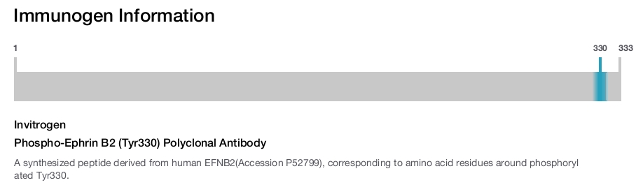 Phospho-Ephrin B2 (Tyr330) Polyclonal Antibody