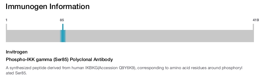 Phospho-IKK gamma (Ser85) Polyclonal Antibody