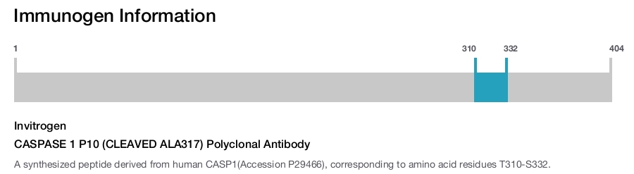 CASPASE 1 P10 (CLEAVED ALA317) Polyclonal Antibody