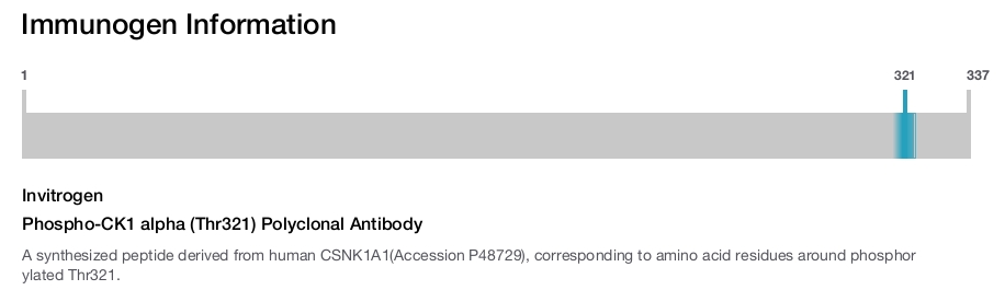 Phospho-CK1 alpha (Thr321) Polyclonal Antibody