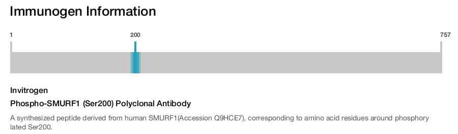 Phospho-SMURF1 (Ser200) Polyclonal Antibody