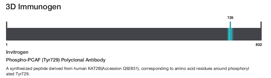Phospho-PCAF (Tyr729) Polyclonal Antibody