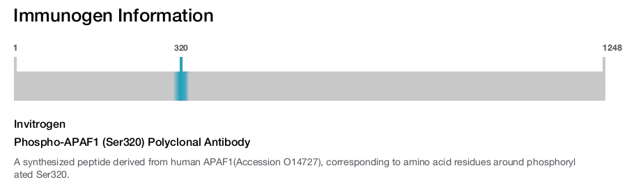 Phospho-APAF1 (Ser320) Polyclonal Antibody