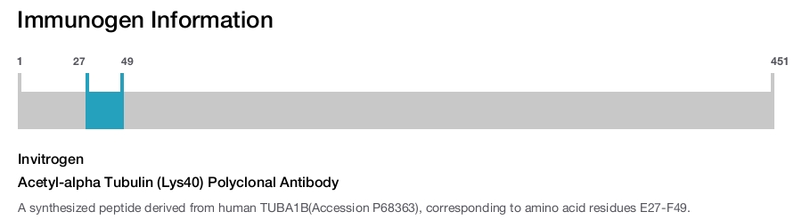 Acetyl-alpha Tubulin (Lys40) Polyclonal Antibody