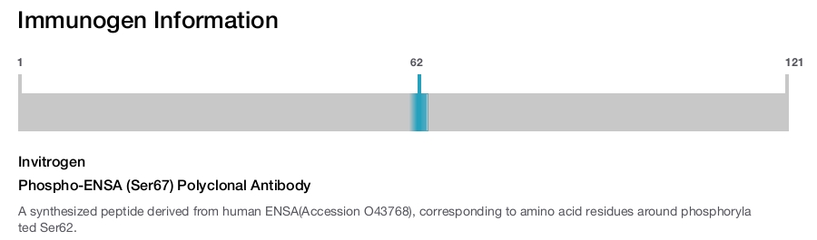 Phospho-ENSA (Ser67) Polyclonal Antibody