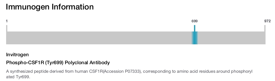 Phospho-CSF1R (Tyr699) Polyclonal Antibody