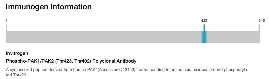 Phospho-PAK1/PAK2 (Thr423, Thr402) Polyclonal Antibody