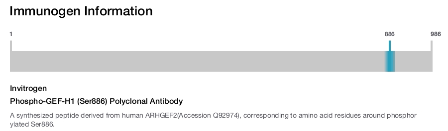 Phospho-GEF-H1 (Ser886) Polyclonal Antibody