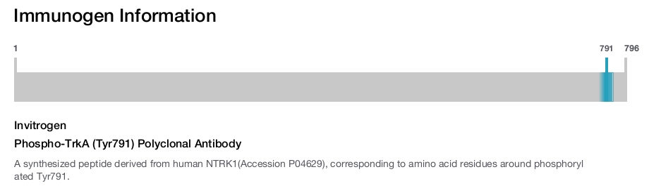 Phospho-TrkA (Tyr791) Polyclonal Antibody