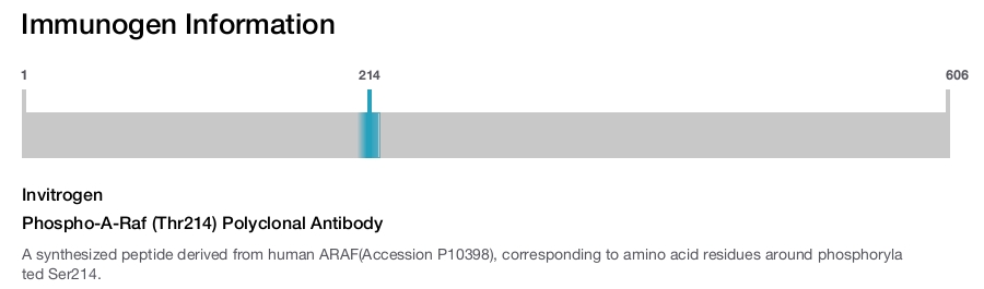 Phospho-A-Raf (Thr214) Polyclonal Antibody