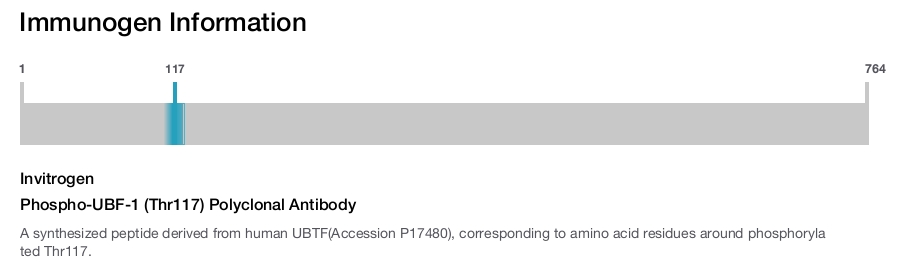 Phospho-UBF-1 (Thr117) Polyclonal Antibody