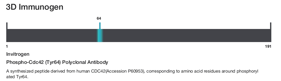 Phospho-Cdc42 (Tyr64) Polyclonal Antibody