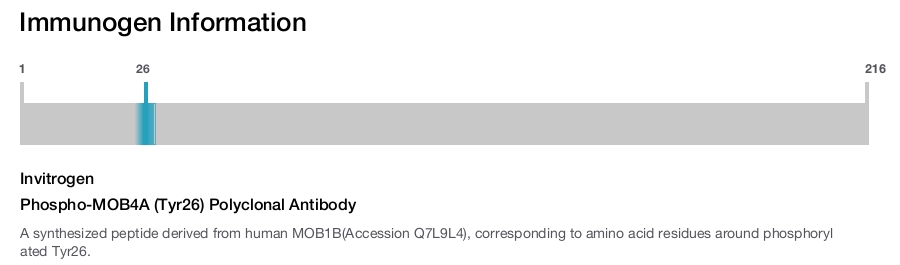 Phospho-MOB4A (Tyr26) Polyclonal Antibody