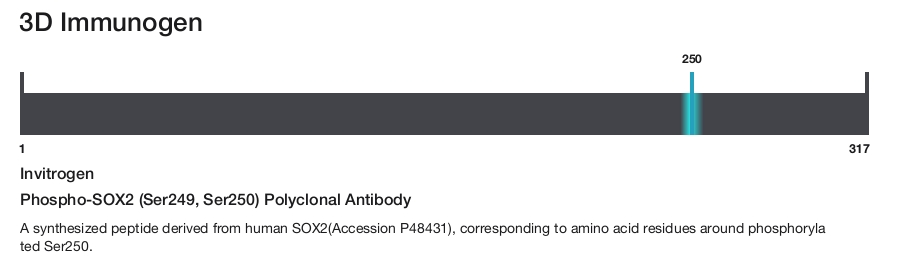 Phospho-SOX2 (Ser249, Ser250) Polyclonal Antibody