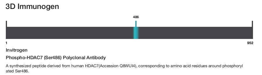 Phospho-HDAC7 (Ser486) Polyclonal Antibody