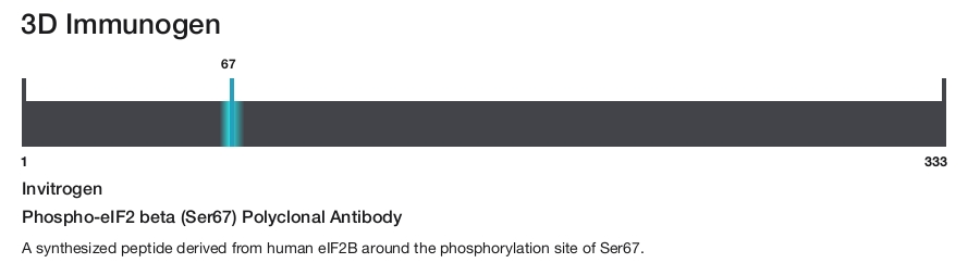 Phospho-eIF2 beta (Ser67) Polyclonal Antibody
