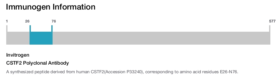 CSTF2 Polyclonal Antibody