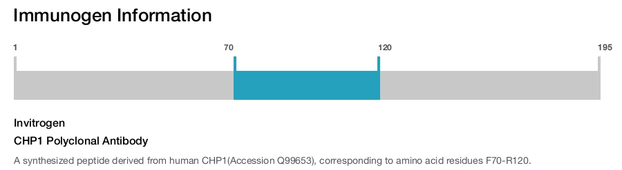 CHP1 Polyclonal Antibody