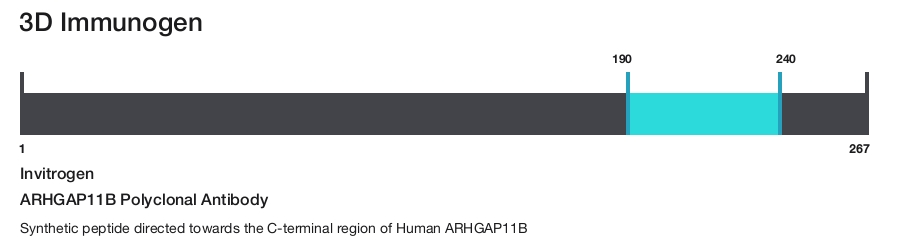 ARHGAP11B Polyclonal Antibody