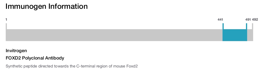 FOXD2 Polyclonal Antibody