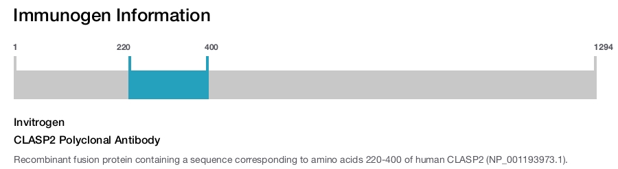 CLASP2 Polyclonal Antibody