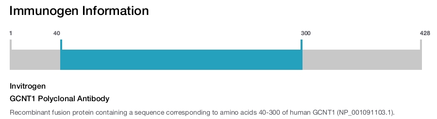 GCNT1 Polyclonal Antibody
