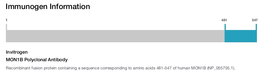 MON1B Polyclonal Antibody