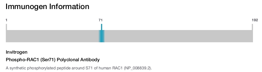 Phospho-RAC1 (Ser71) Polyclonal Antibody