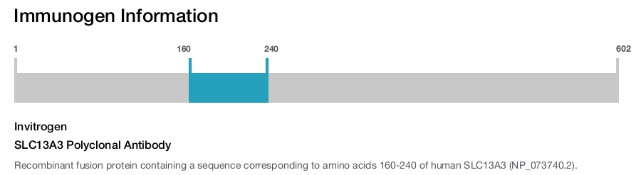 SLC13A3 Polyclonal Antibody