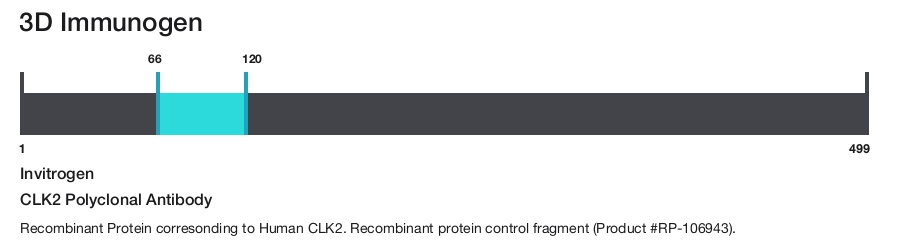 CLK2 Polyclonal Antibody