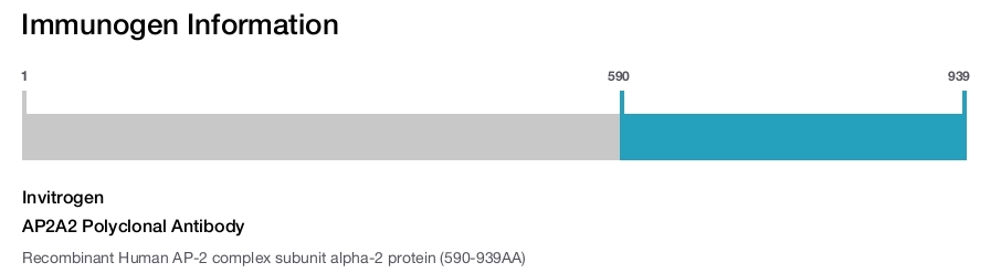 AP2A2 Polyclonal Antibody