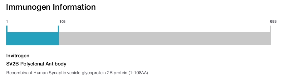 SV2B Polyclonal Antibody