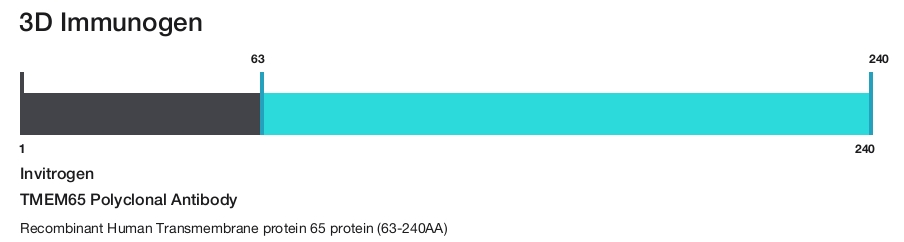TMEM65 Polyclonal Antibody